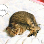 猫おじさんとキャットシッターの憂鬱