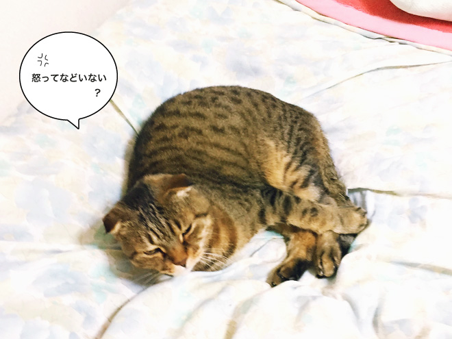 猫おじさんとキャットシッターの憂鬱