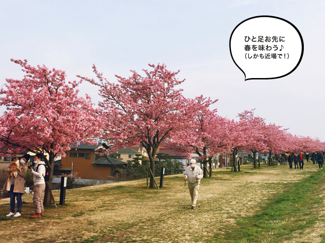 江戸川の河津桜並木