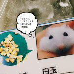 ハムスター“白玉”の無限大の頬袋