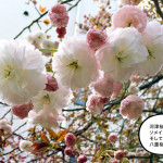 もうすぐ八重桜の季節