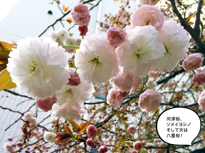 もうすぐ八重桜の季節