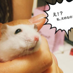 愛ハムの白玉が太っちょだということが判明