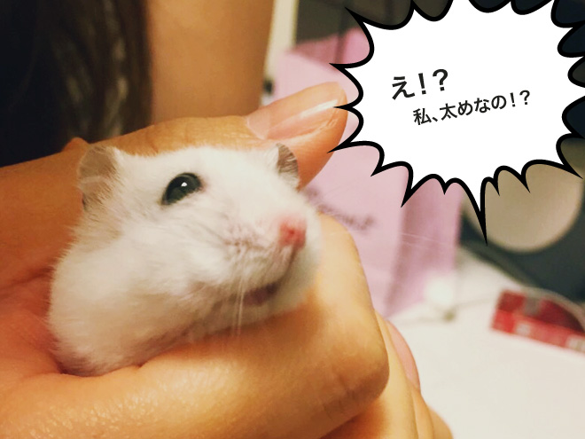 愛ハムの白玉が太っちょだということが判明