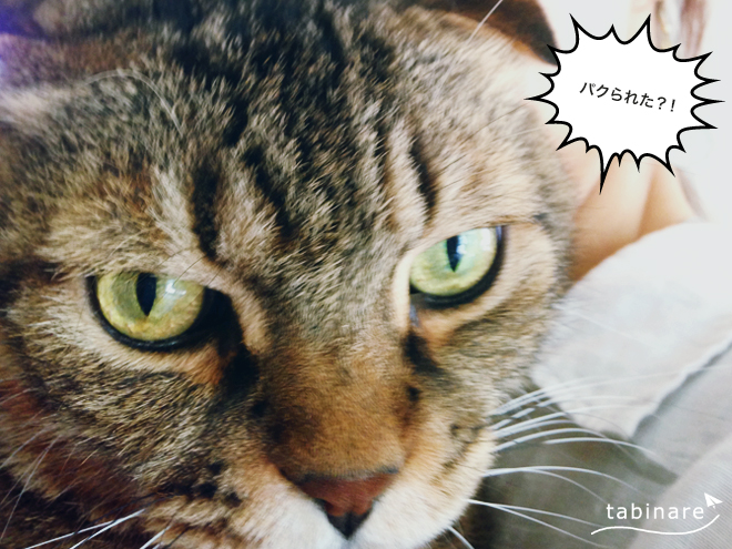 過疎ブログのくせにウォーターマークを入れた経緯